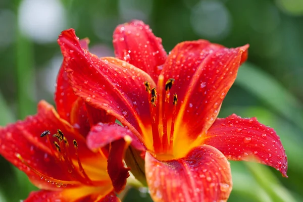 Kwitną Czerwony Kwiat Lilii Kroplami Wody Dzień Słońca Deszczu Zielonym — Zdjęcie stockowe