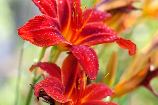 Kwitnące Czerwone Lilie Kwiat Kroplami Wody Deszczu Poranku Słońca Skupienie — Zdjęcie stockowe