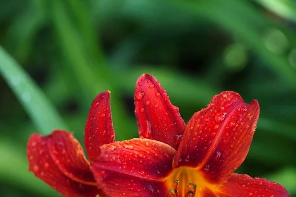 Część Kwitnącego Czerwonego Kwiatu Lilii Kroplami Wody Zielonym Niewyraźnym Tle — Zdjęcie stockowe