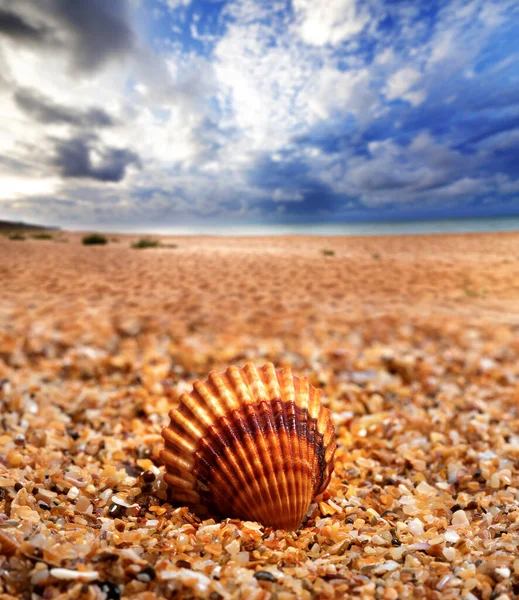 砂浜のアナダラの貝殻と青い曇り空の海を背景に — ストック写真