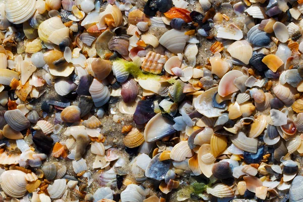 Zerbrochene Muscheln Nassen Sandstrand Einem Sonnigen Sommertag Natürlicher Hintergrund — Stockfoto