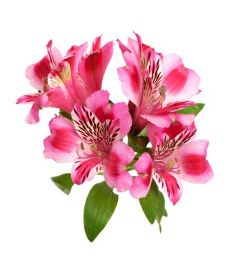 Çiçek açan alstroemeria tomurcuğu beyaz arkaplanda izole edildi