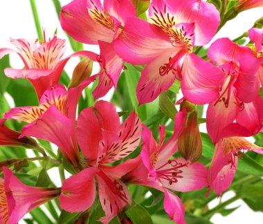 Beyaz arka planda çiçek açan zambaklar (alstroemeria). Yakın çekim görünümü.