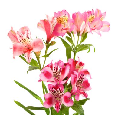 Beyaz arkaplanda bulunan çiçek açan zambak buketi (alstroemeria)