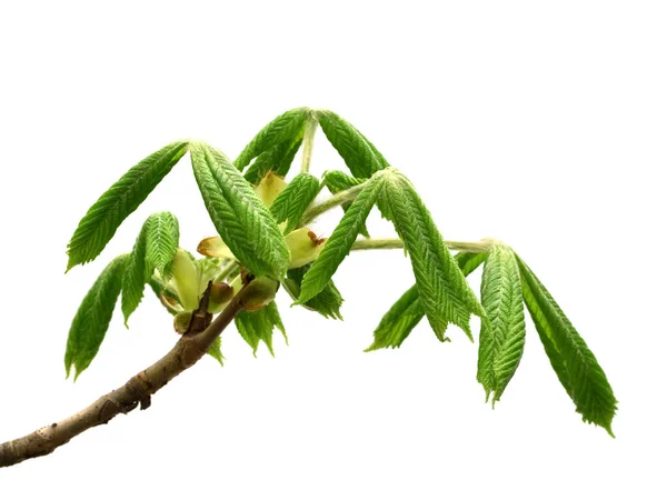 Wiosenna Gałązka Kasztanowca Aesculus Hippocastanum Młodymi Zielonymi Liśćmi Izolacja Białym — Zdjęcie stockowe