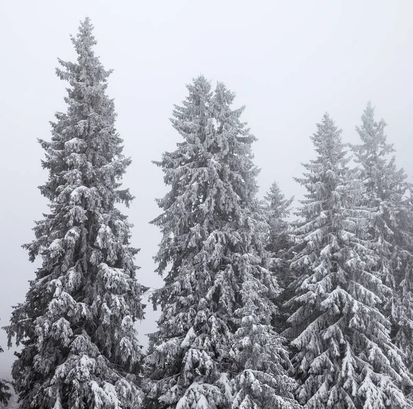 Fryst Snötäckt Gran Skog Efter Snöfall Och Grå Himmel Dimma — Stockfoto