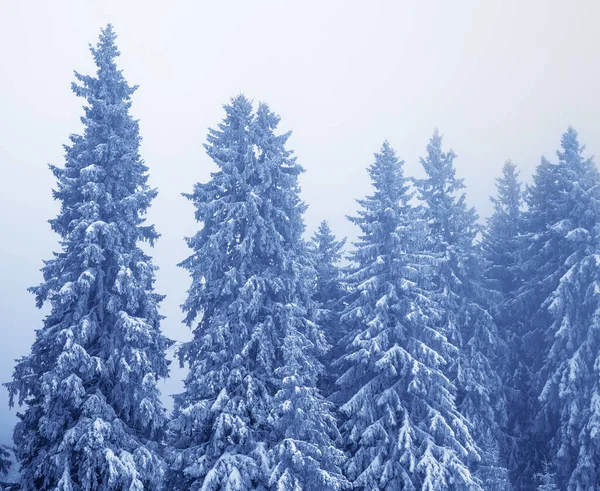 Fagyott Hófödte Fenyőfák Varázslatos Erdőben Hóesés Után Köd Égen Télen — Stock Fotó