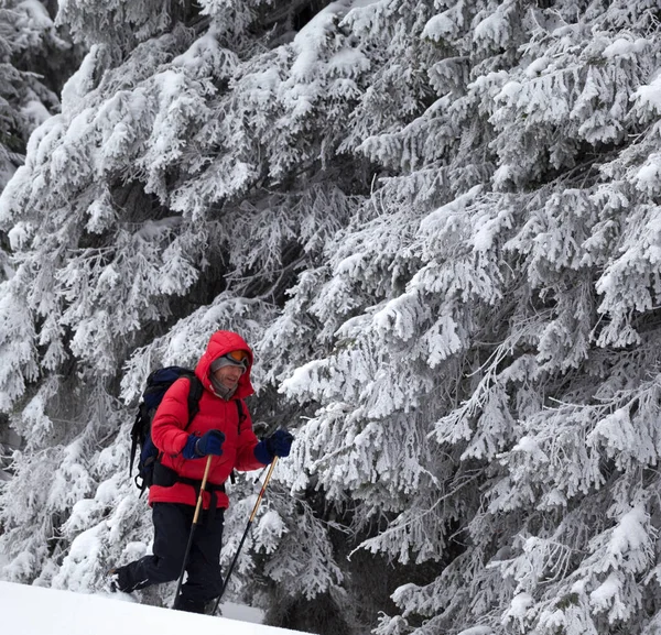 Turista Zimním Dni Sněžení Vydá Svah Čerstvě Napadaným Sněhem Zasněženého — Stock fotografie