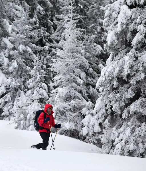 冬日下雪天 徒步旅行者带着新落下来的雪在雪地覆盖的森林里爬坡 乌克兰喀尔巴阡山脉圣诞假期 — 图库照片