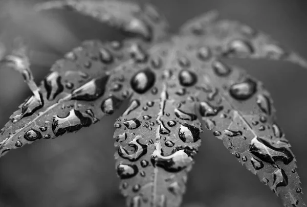 Black White Leaves Japanese Maple Fullmoon Maple Water Drops Rain — Stock Photo, Image