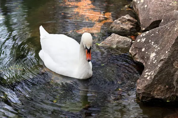 White Mute Swan Floats Surface Transparent Clear Lake Rocky Shore — Stock Photo, Image
