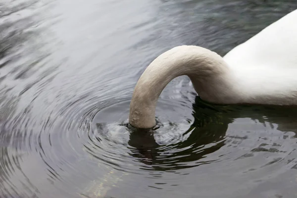 Witte Mute Zwaan Het Meer Krijgen Voedsel Met Gebogen Nek — Stockfoto