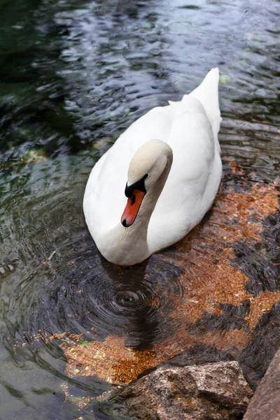 白い無声白鳥が湖に浮かび 澄んだ水面に円を描く — ストック写真