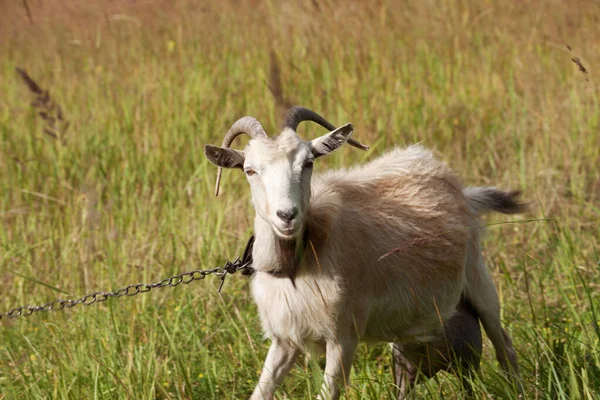 Ziege Kette Weidet Bei Sommersonne Auf Wiese — Stockfoto