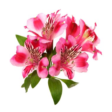 Gelişen alstroemeria tomurcuğu beyaz arkaplanda izole edildi