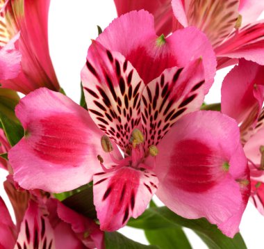 Zambaklar (alstroemeria) beyaz arka planda izole edilmiştir. Yakın görünüm.