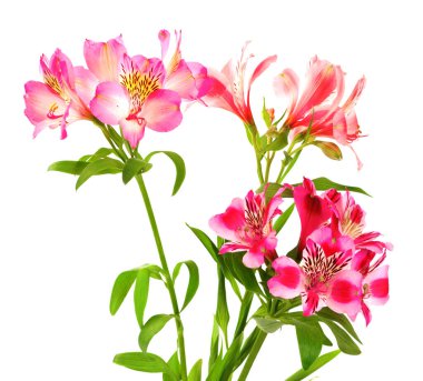 Çiçekli zambak buketi (alstroemeria). Beyaz arkaplanda izole