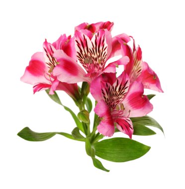 Beyaz arkaplanda çiçek açan zambaklar tomurcuklanıyor (alstroemeria)