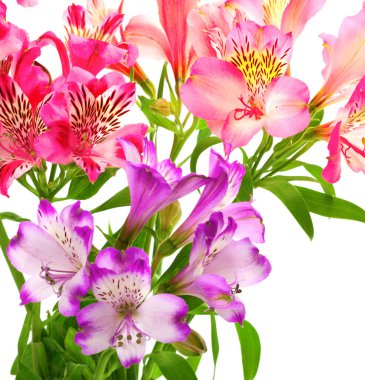 Beyaz arkaplanda bulunan çiçekli zambaklar (alstroemeria). Yakın çekim görünümü.
