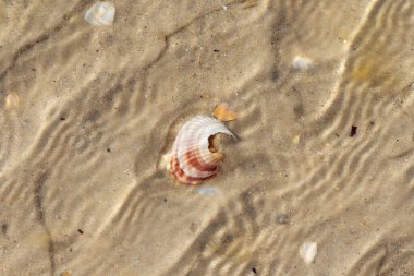 Sıcak güneş yaz gününde, kumsalda, suda kırılmış deniz kabukları. Yukarıdan görüntüle.