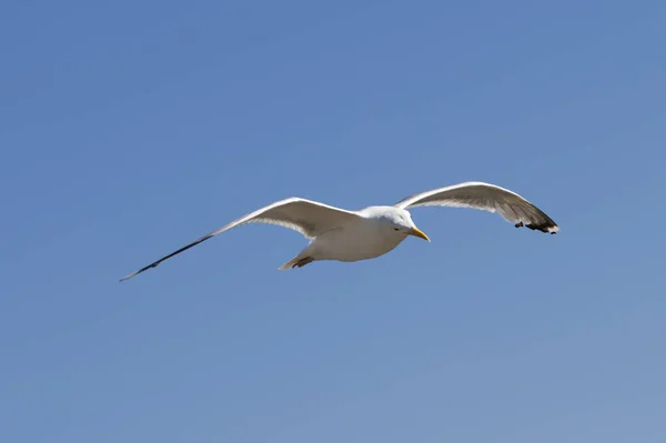 海鸥在蔚蓝的天空中盘旋 — 图库照片