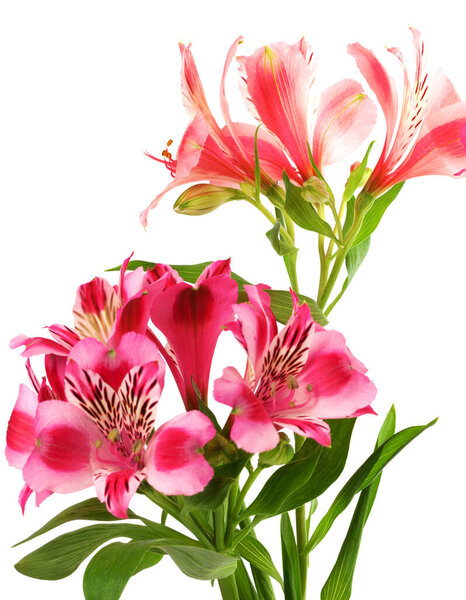 Blossoming lilies (alstroemeria). Isolated on white background