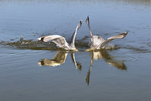 Two Seagulls Fighting Fish Head Underwater Sunny Summer Day — Stock Photo, Image