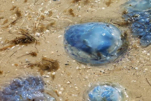 Jellyfish Rhizostoma Sand Sea Shore Storm Sun Summer Day — Stock Photo, Image