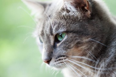 Yeşil gözlü gri bir kedinin portresi. Yakın çekim görüntüsü. Seçici odak.