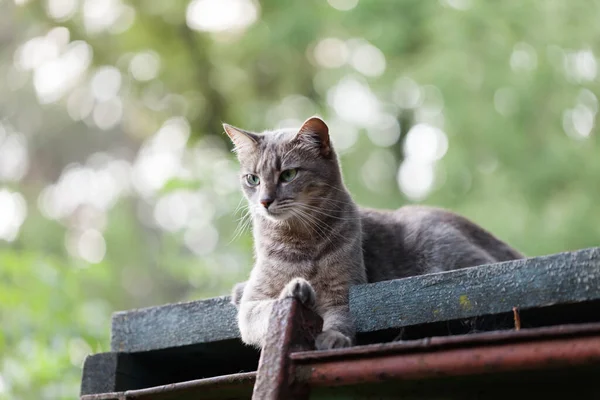 Eski ahşap çatıda dinlenen yeşil gözlü gri kedi
