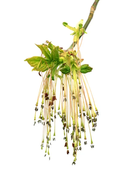 가지고 단풍나무재 Acer Negundo 봄가지 배경에 고립됨 — 스톡 사진
