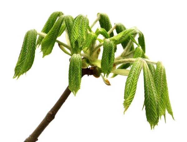 Spring Twigs Horse Chestnut Tree Aesculus Hippocastanum Young Green Leaves — Stock Photo, Image