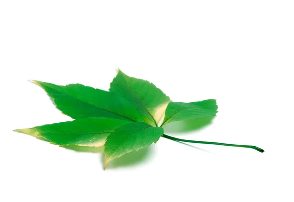 Листья Ползучей Зеленой Виргини Parthenocissus Quinquefolia Изолированный Белом Фоне Копировальным — стоковое фото