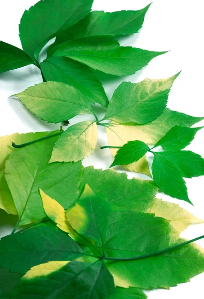 Background Green Leafs Virginia Creeper Leaves Isolated White Background — Stock Photo, Image