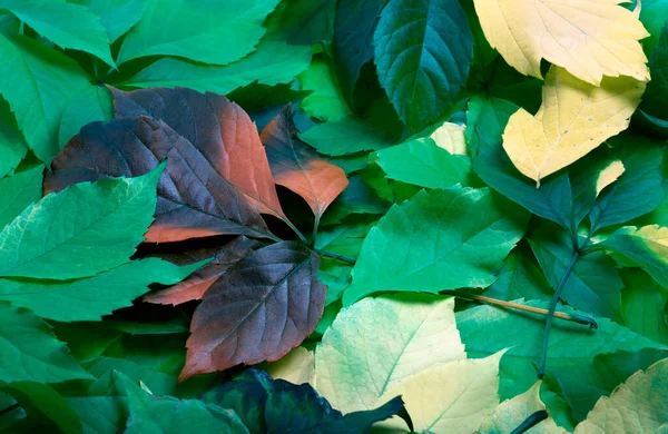 Achtergrond Van Multicolor Herfst Virginia Creeper Verlaat Parthenocissus Quinquefolia Gebladerte — Stockfoto