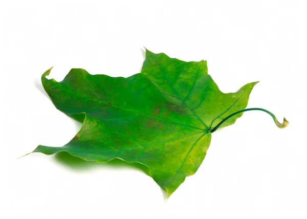 Liść Zielony Klon Białym Tle — Zdjęcie stockowe