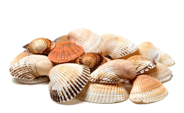 Seashells Anadara Scallop Isolated White Background — Stock Photo, Image
