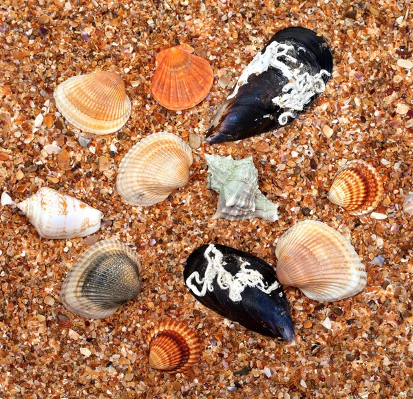 Seashells Areia Dia Verão Sol Vista Cima — Fotografia de Stock