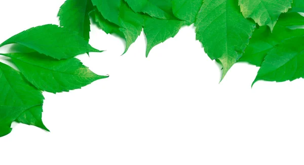 Quadro Folhas Verdes Isolado Fundo Branco Virgínia Folhas Creeper — Fotografia de Stock