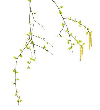 Spring twigs of birch with young green leaves and catkins. Isolated on white background.  clipart