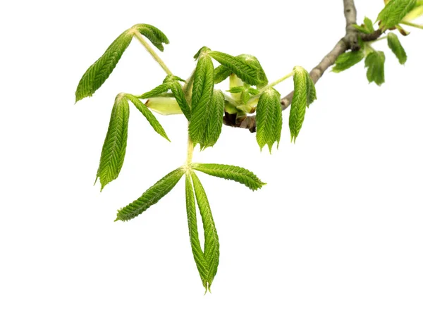 Ανοιξιάτικο Κλαδί Καστανιάς Aesculus Hippocastanum Νεαρά Πράσινα Φύλλα Απομονωμένα Λευκό — Φωτογραφία Αρχείου