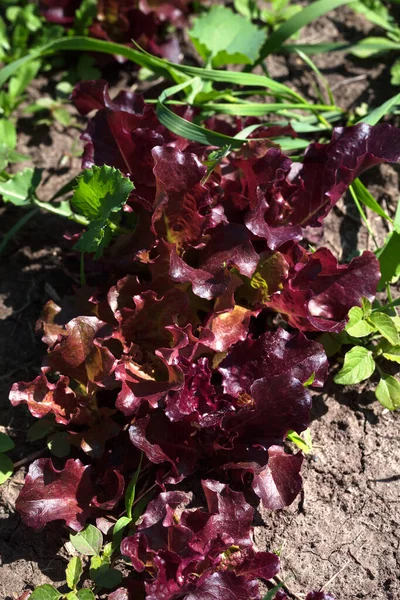 Roter Salatsalat Lactuca Sativa Wächst Garten Blick Von Oben — Stockfoto