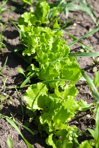 Eine Reihe Junger Grüner Salatsalate Lactuca Sativa Die Garten Wachsen — Stockfoto