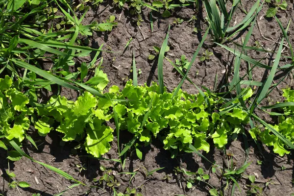 Grüner Salatsalat Lactuca Sativa Wächst Garten Blick Von Oben — Stockfoto