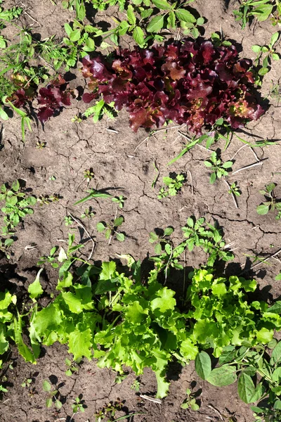 Junger Grüner Und Roter Salat Lactuca Sativa Der Garten Wächst — Stockfoto