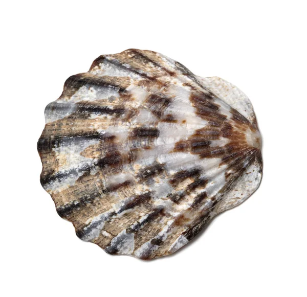 Seashell Изолированные Белом Фоне Крупным Планом — стоковое фото