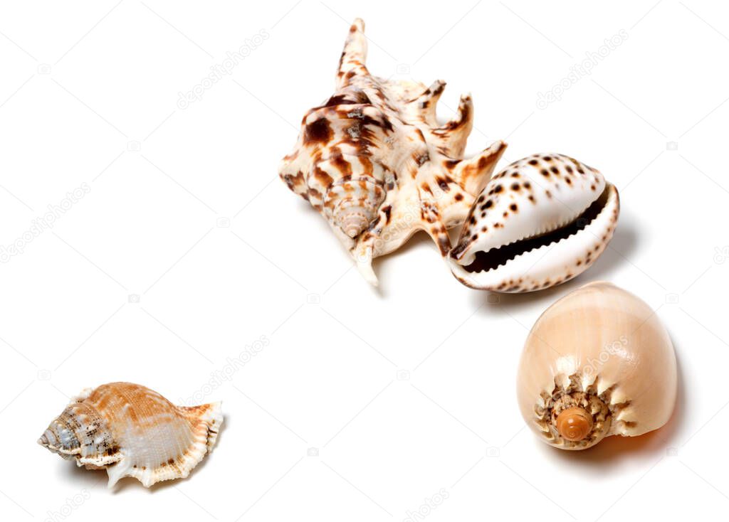 Exotic seashells isolated on white background with copy space