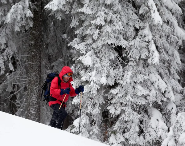 Hiker Makes His Way Snowy Slope Snow Covered Forest Gray — Stock Photo, Image