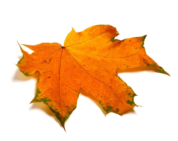 Herfst Oranje Gedroogde Esdoorn Blad Geïsoleerd Witte Achtergrond — Stockfoto