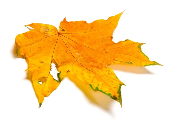 秋の黄色のカエデの葉の穴 白地に隔離された — ストック写真